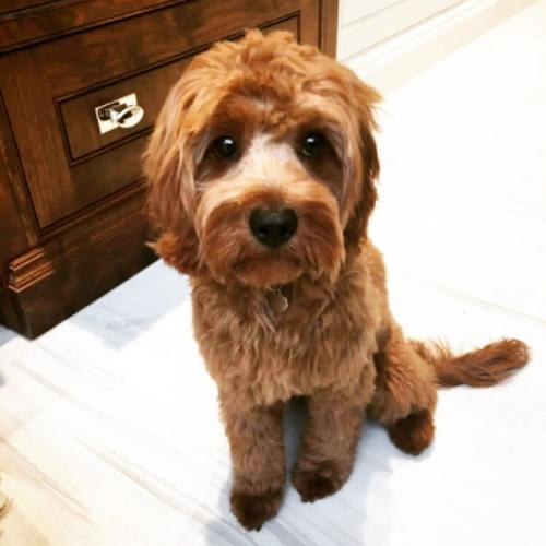 Lulu - Cavapoo